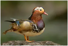 Mandarinand