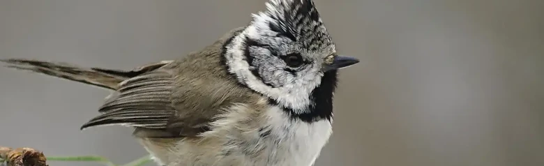 Topmejse. Sort og hvid kam og sort og hvid hovedtegning. Fuglen har en mørkegråbrun overside og en lysegrå underside.