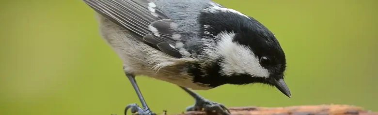 Sortmejse. Sidder på en gren. Lille, buttet fugl med grå ryg, beige underside og lang hvid nakkeplet i den sorte hætte.