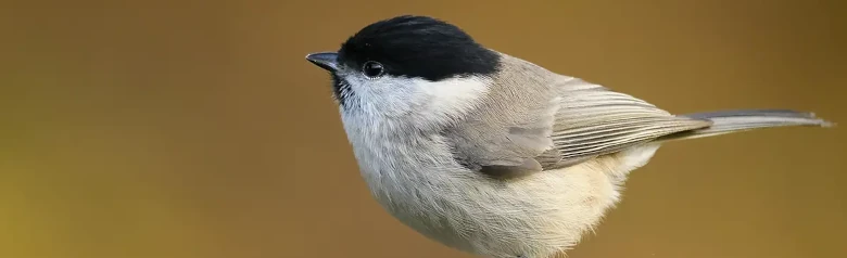 Sumpmejse. Sidder på spidsen af en gren, helt sløret baggrund. Lille gråbrun fugl med en skinnende sort hætte og en sort hagesmæk.