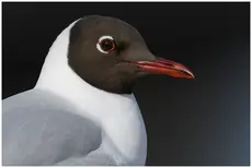Hættemåge