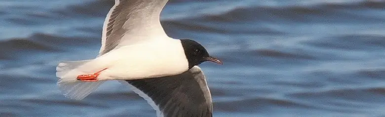 Dværgmåge. Verdens mindste måge. Hætten når helt ned til halsen. Vingerne har en ensfarvet, gråsort underside.