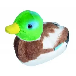 Gråand (med lyd)
