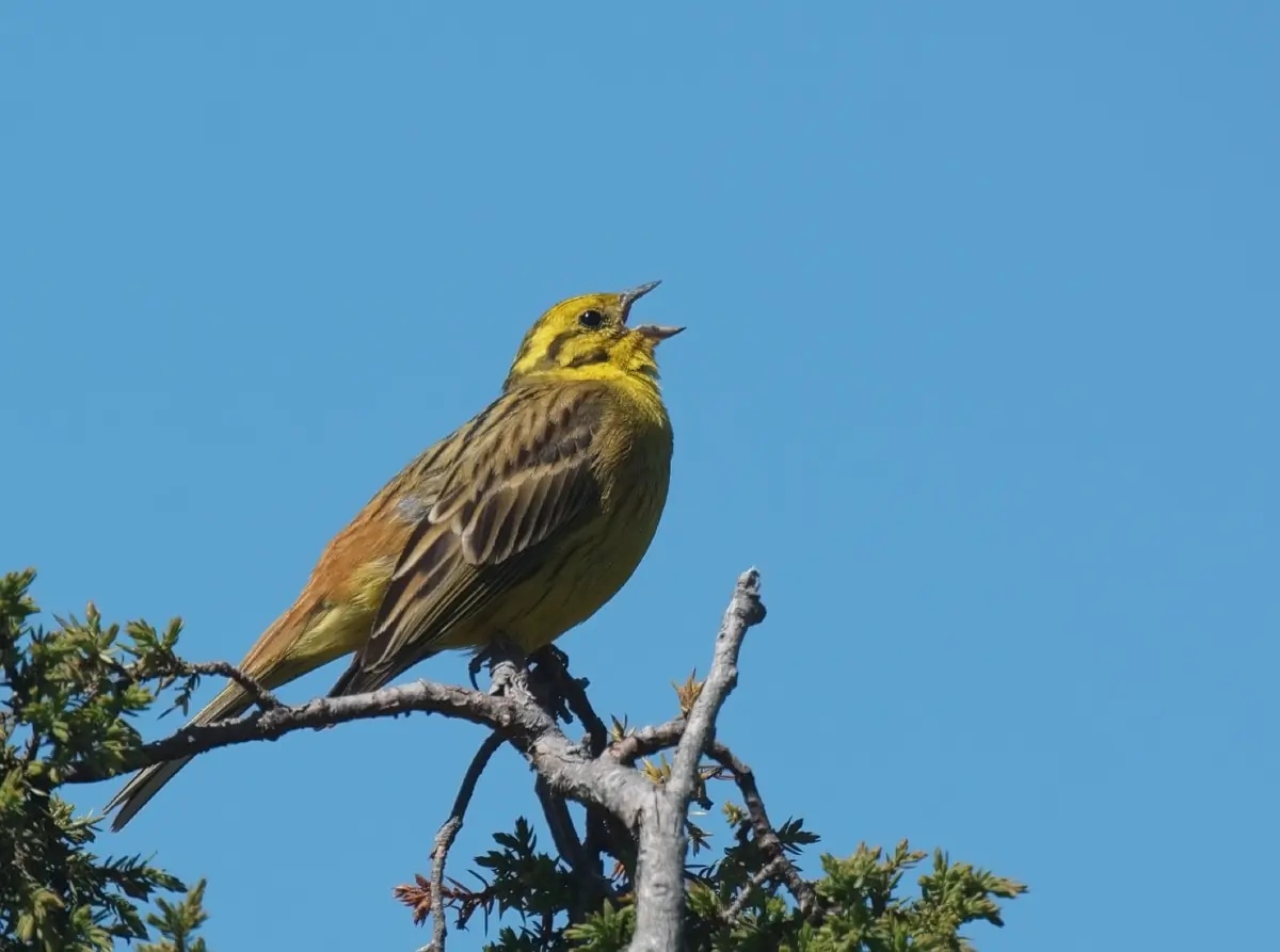Gulspurv (fløjte)