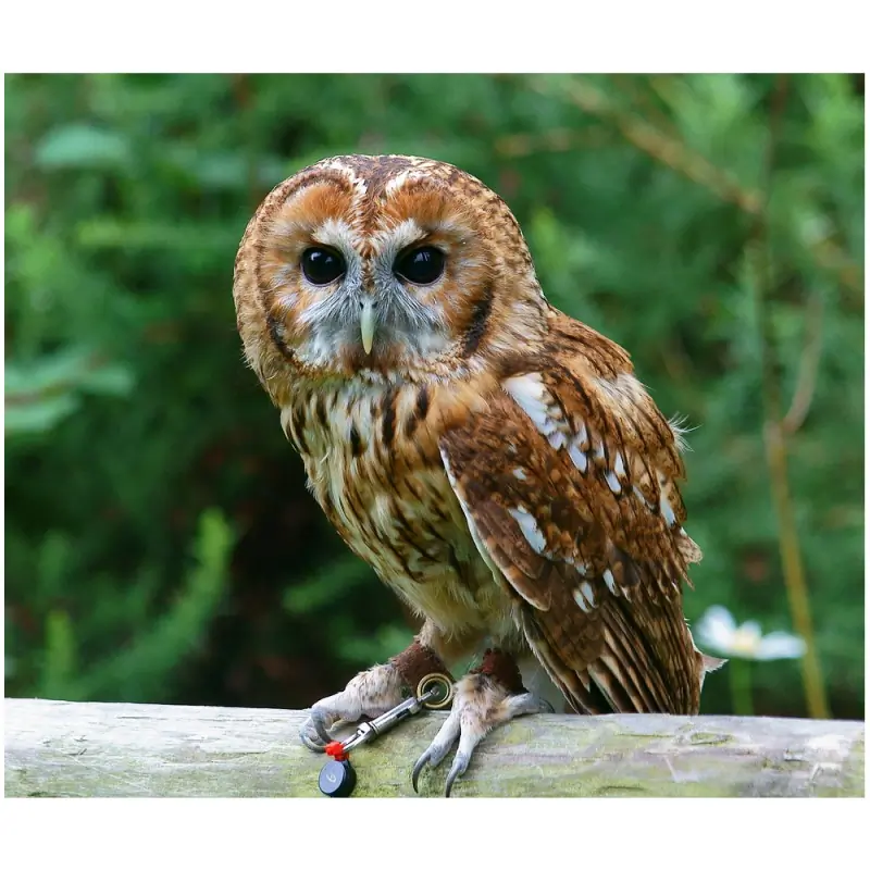 Natugle (fløjte)